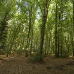 Forêt de Chabrières à Guéret