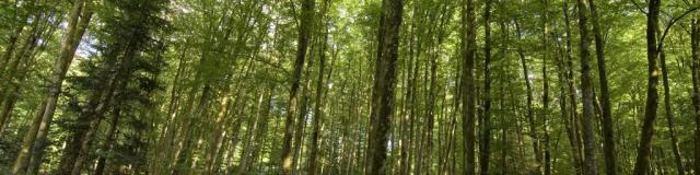 Forêt de Chabrières à Guéret