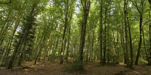 Forêt de Chabrières à Guéret