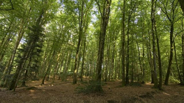 Forêt de Chabrières à Guéret