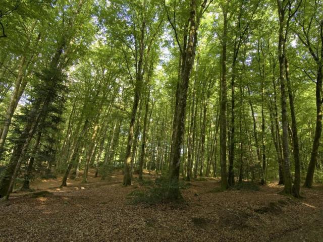 Forêt de Chabrières à Guéret