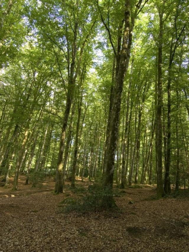 Forêt de Chabrières à Guéret