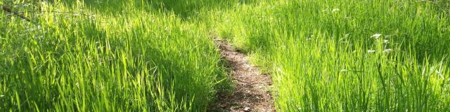 Chemin Le Bois Des Boeufs