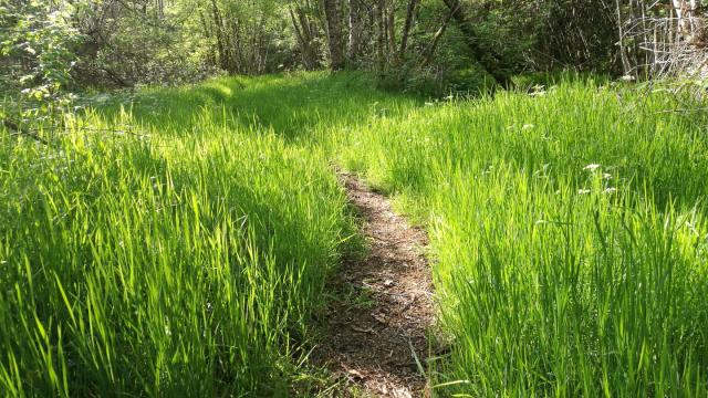 Chemin Le Bois Des Boeufs