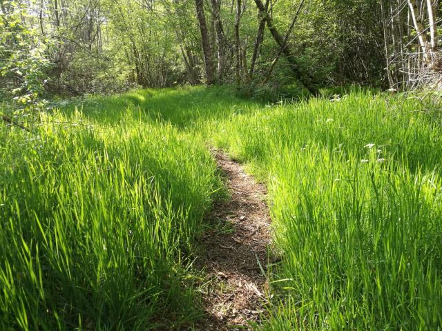 Chemin Le Bois Des Boeufs