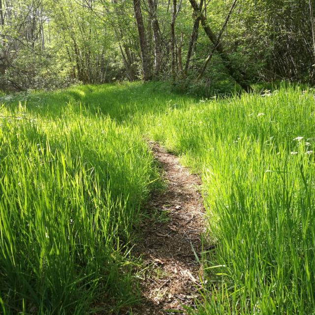 Chemin Le Bois Des Boeufs