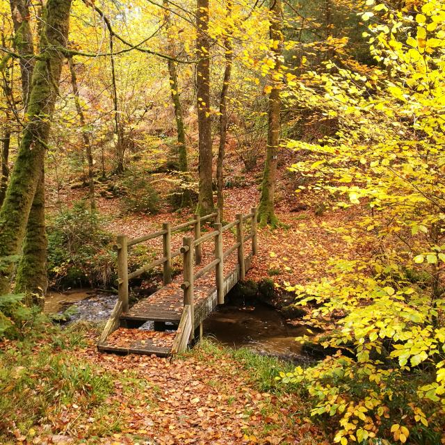 bois de boeufs