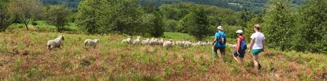 Randonnée dans les landes d'Augerolles