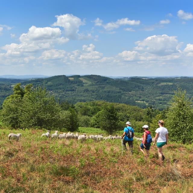 Randonnée dans les landes d'Augerolles