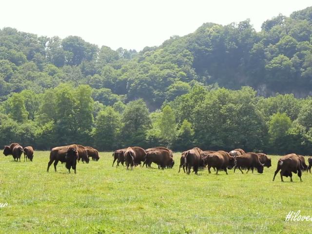 Parc à bisons en Creuse