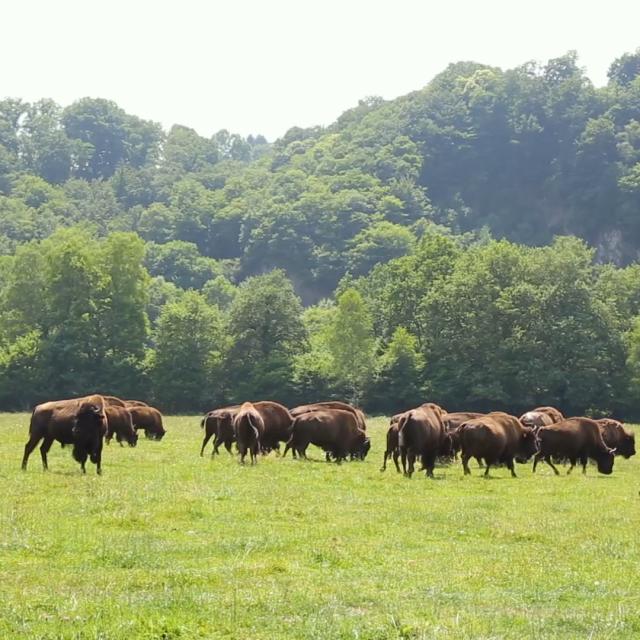 Parc à bisons en Creuse