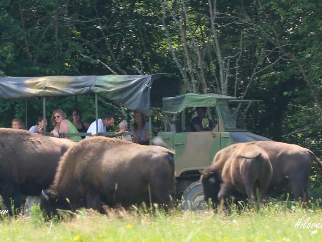 Parc à bisons en Creuse