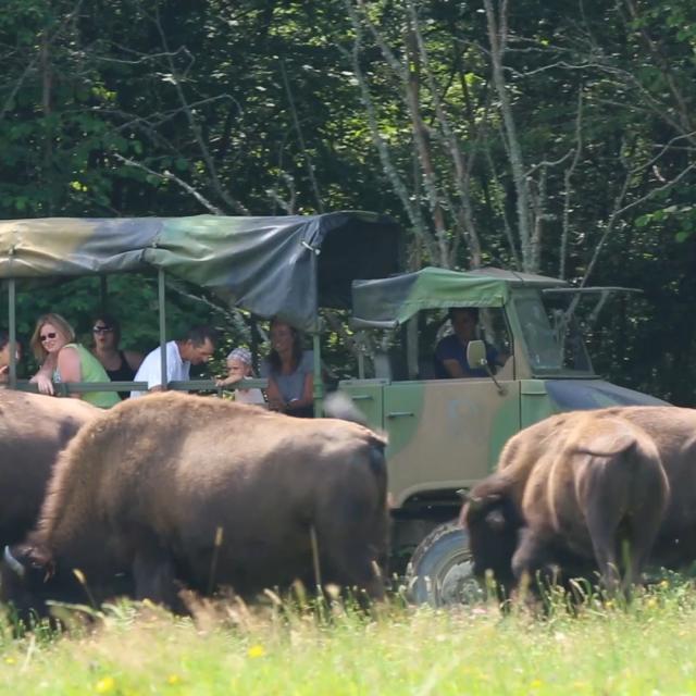 Parc à bisons en Creuse