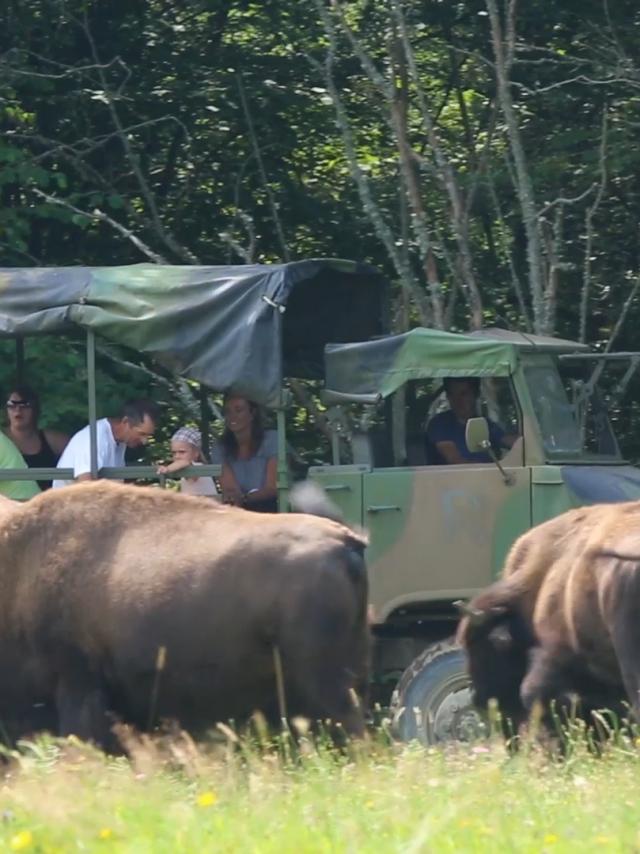 Parc à bisons en Creuse