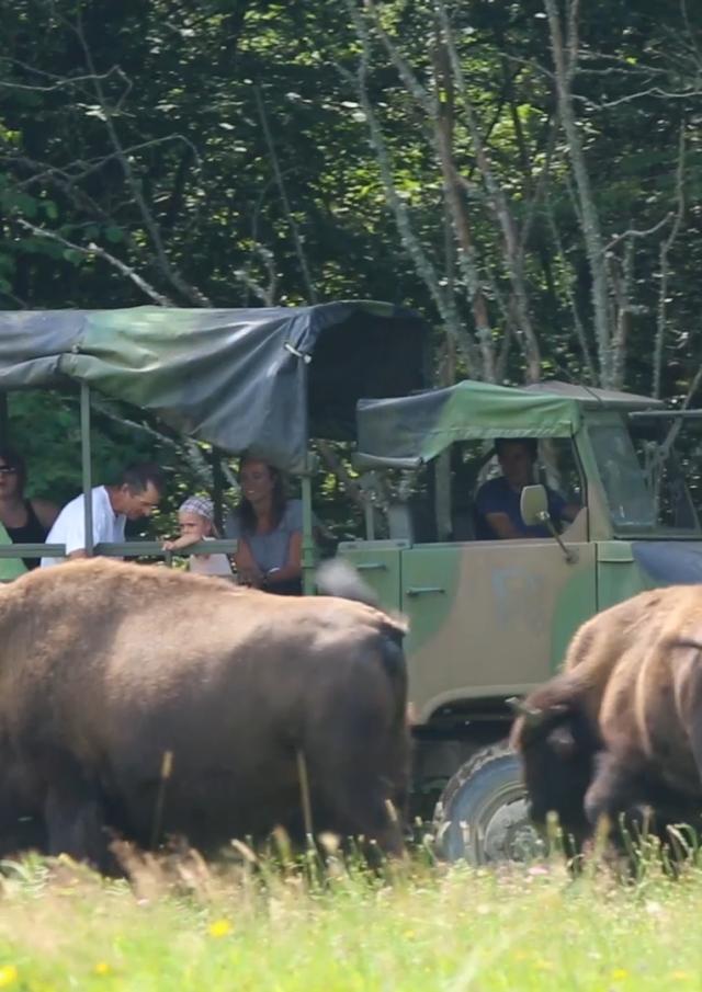 Parc à bisons en Creuse