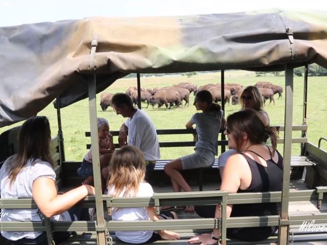 Parc à bisons en Creuse