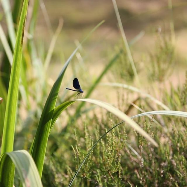 Nature Creuse