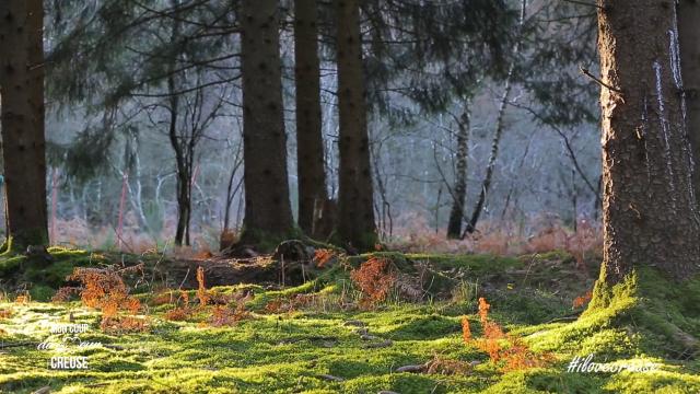 Forêt de Chabrières