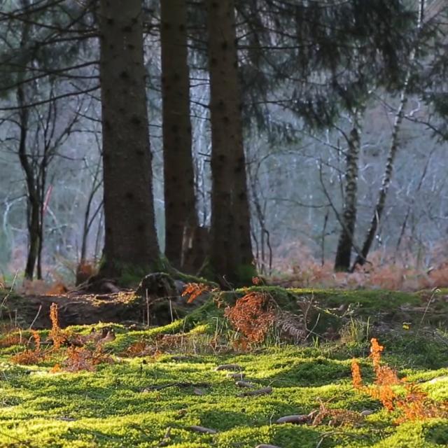 Forêt de Chabrières