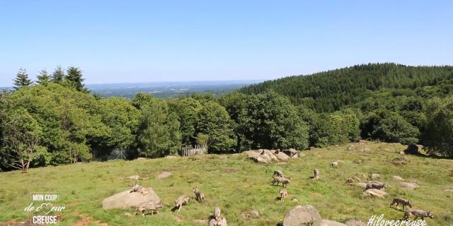 Loups de Chabrières en Creuse