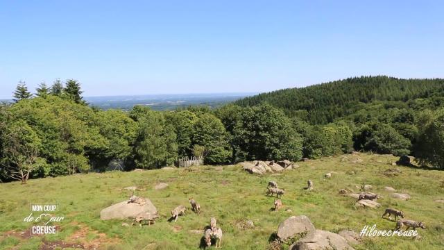 Loups de Chabrières en Creuse