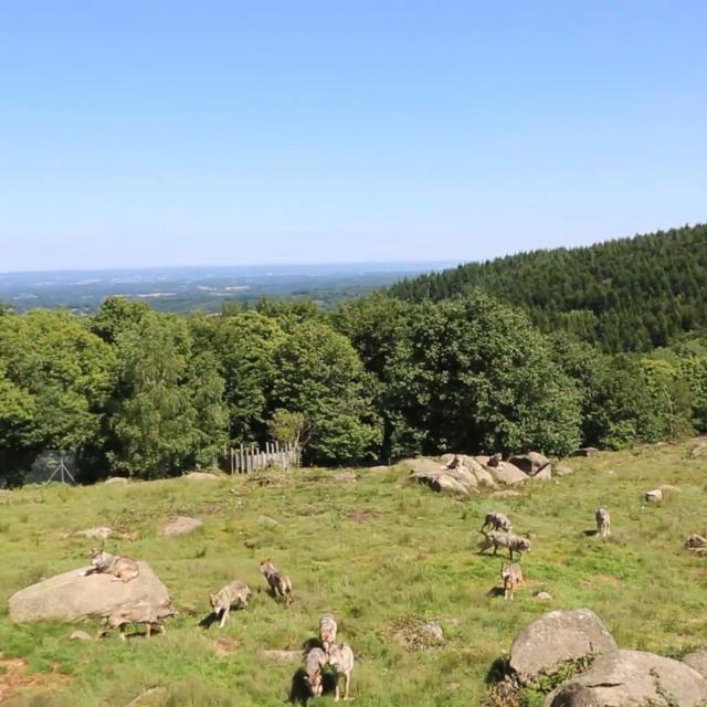 Loups de Chabrières en Creuse