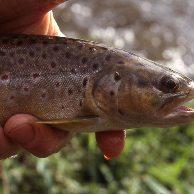 Truite Pêche en Creuse