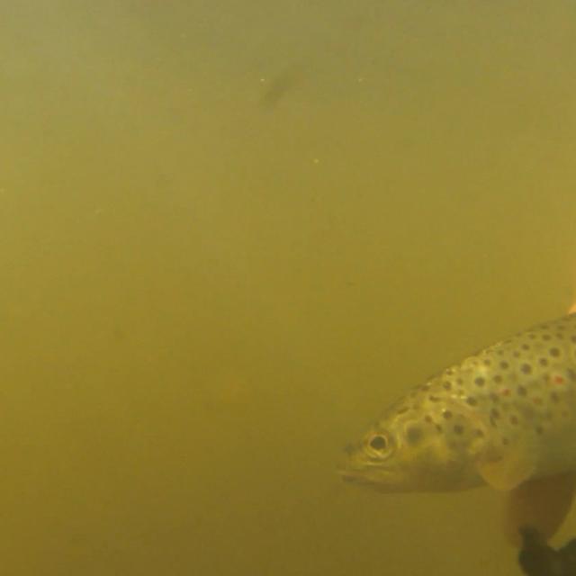 Pêche à la Truite en Creuse