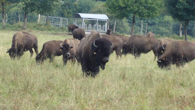 Parc à bisons en Creuse