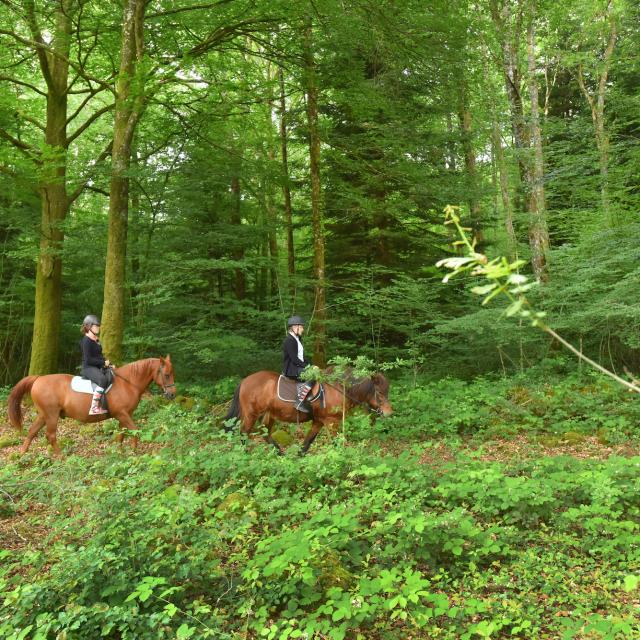 Forêt d'Epagne-equitation-vtt-rando-Syndicat Mixte du Pays Sud Creusois-02/07/2016