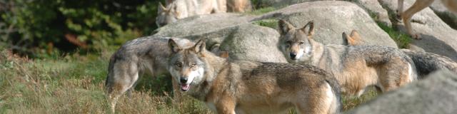 Le Parc Aux Loups Parc Animalier Des Monts De Guéret Site Touristique En Creuse©s.parouty