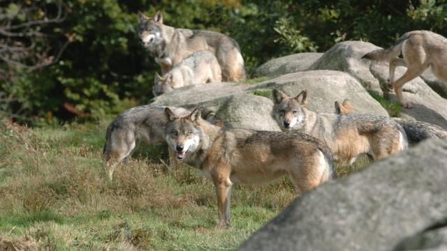 Le Parc Aux Loups Parc Animalier Des Monts De Guéret Site Touristique En Creuse©s.parouty