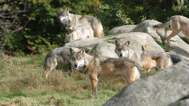 Les Loups De Chabrières, L'origine De Bien Des Légendes ©s.parouty, La Creuse