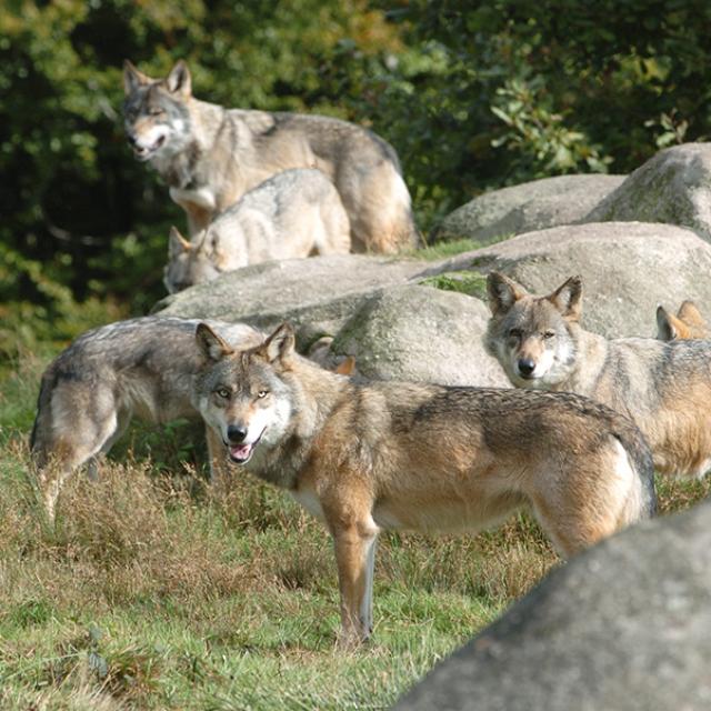 Les Loups De Chabrières, L'origine De Bien Des Légendes ©s.parouty, La Creuse