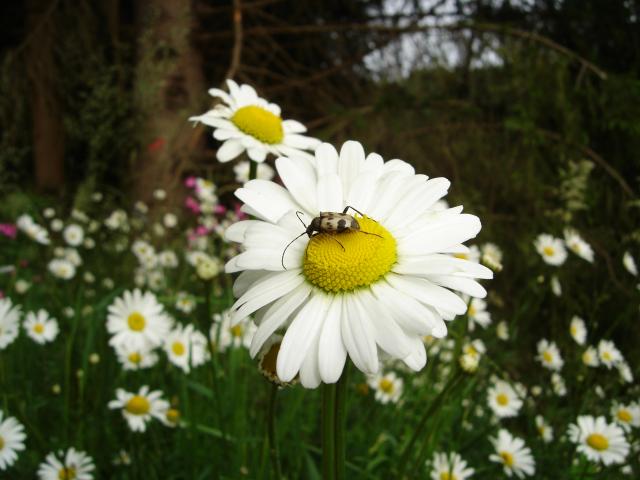 100 Nature ©aubusson Felletin Tourisme