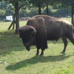 Parc à bisons en Creuse