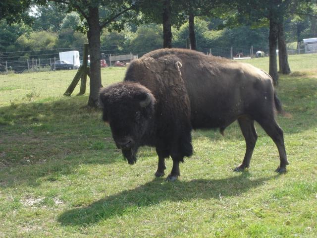 Parc à bisons en Creuse