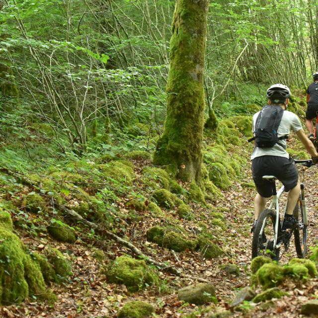 Forêt d'Épagne - Creuse Sud Ouest