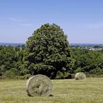 Botte de foin - paysage campagne, nature ©J.Damase