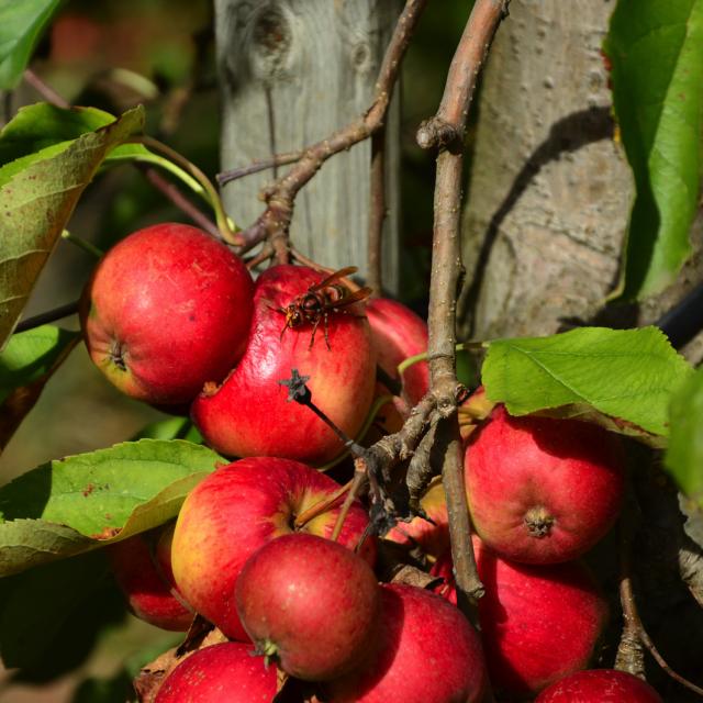 Pommes du Verger de Fonloup