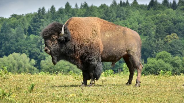 levage-de-bisons-damrique-du-palaisjda-5892.jpg