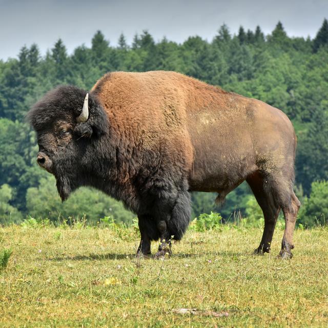 levage-de-bisons-damrique-du-palaisjda-5892.jpg