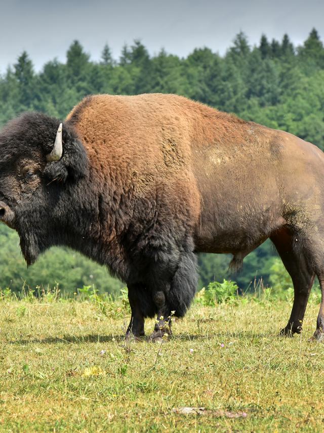 élevage de bisons d'Amerique au Palais-Bourganeuf-dépt.23