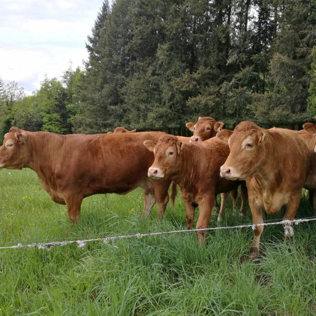 Vaches limousines