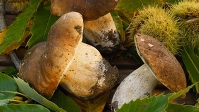 Cèpes - champignons JPGratien