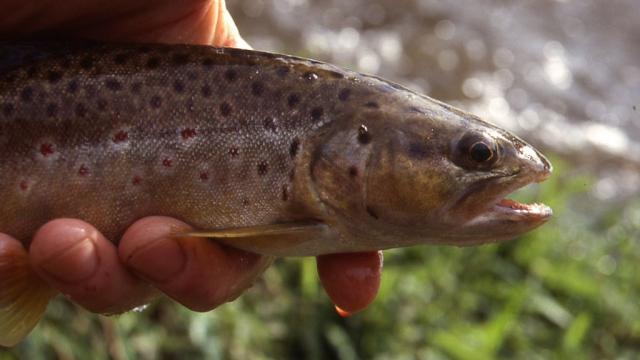 Pêche en Creuse