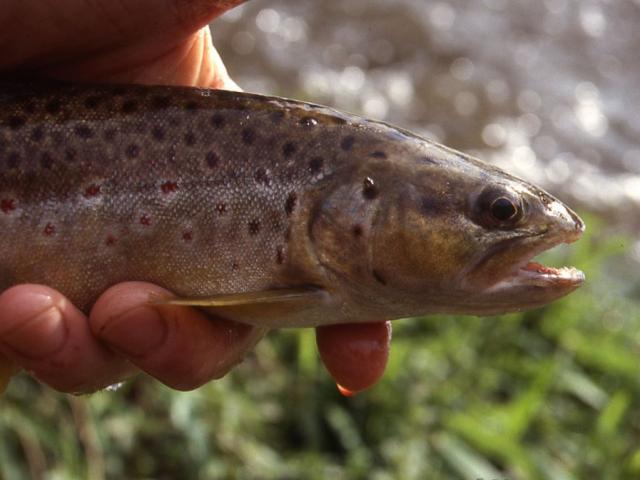 Pêche en Creuse