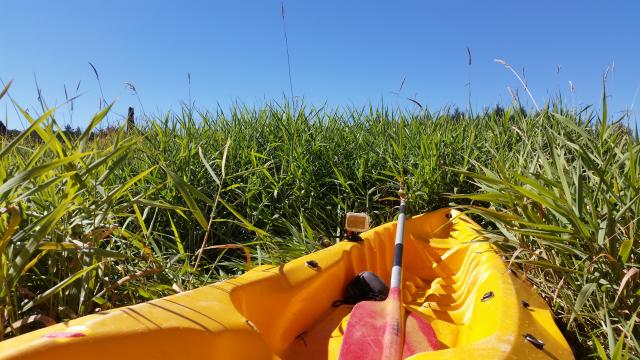 Descente de la Maulde en kayak