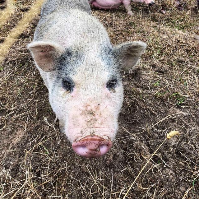 cochon-les-clautres-2019.jpg