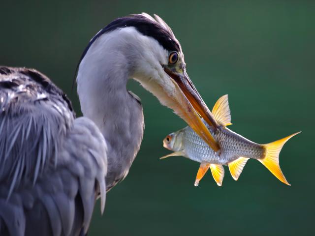 heron-pche.jpg